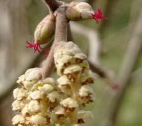 Balade avec les plantes…