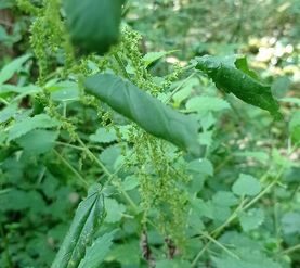 La Chélidoine…l’herbe aux hirondelles…