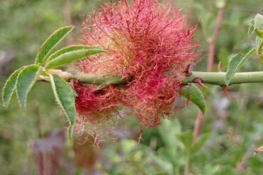 Vous reprendiez bien un peu d&rsquo;Origan?