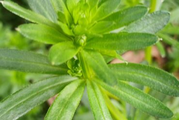 Orchis bouffon…