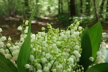 Orchis bouffon…