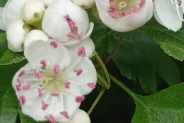 Silène ma silène ne voit tu rien venir…?